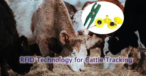 were to inject rfid chip in cattle|rfid for cattle.